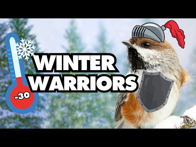 Winter Warriors | How Birds Survive the Cold