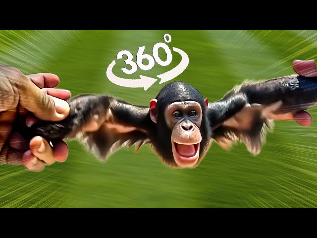 360° Found a Monkey and Decided to Spin It! -  4K VR Experience