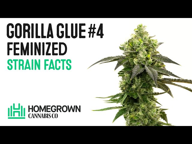 Gorilla Glue #4 Feminized Strain Facts and Seed Grow Info