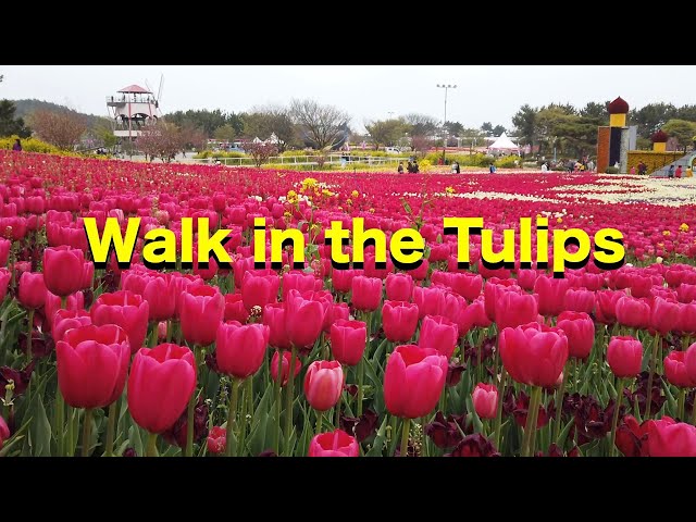 Walk in the Tulips | Tulip Festival  in South Korea | Relaxing Music & Video