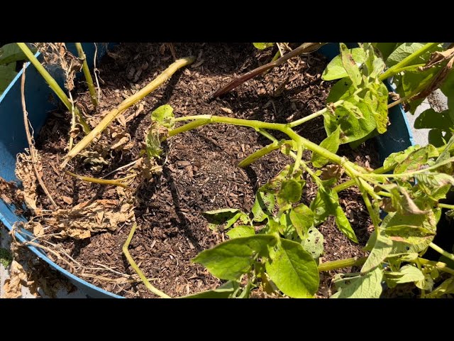 Come along with me for an amazing #potato #harvest/#spring2023