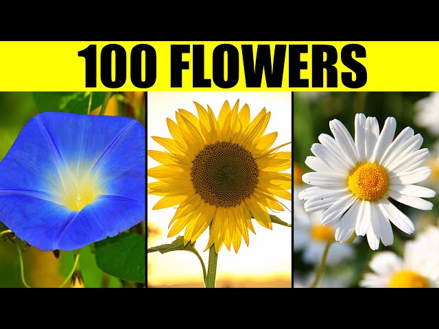 FLOWERS of the World - Names of 100 Different Types of Flowers