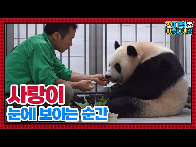 (SUB) Zookeeper Dad Is Caring His Daughter Panda Who Has Just Given Birth🥰│ Panda World🐼