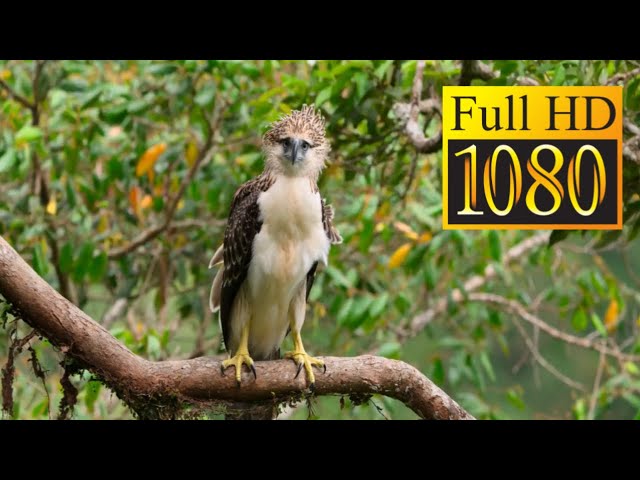 8K/4K VIDEO ULTRAHD | Collection of Amazing and Beautiful Animals #2