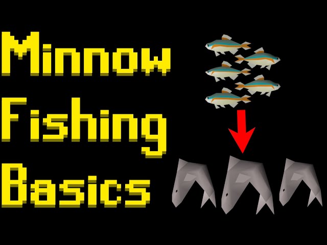 Basic Minnow Fishing Guide 2021 (OSRS)