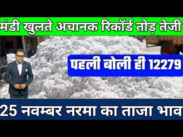 आज नरमा का भाव 25 नवंबर 2024 नरमा में जोरदार तेजी। Narma ka taja bhav। cotton Price Today। #cotton