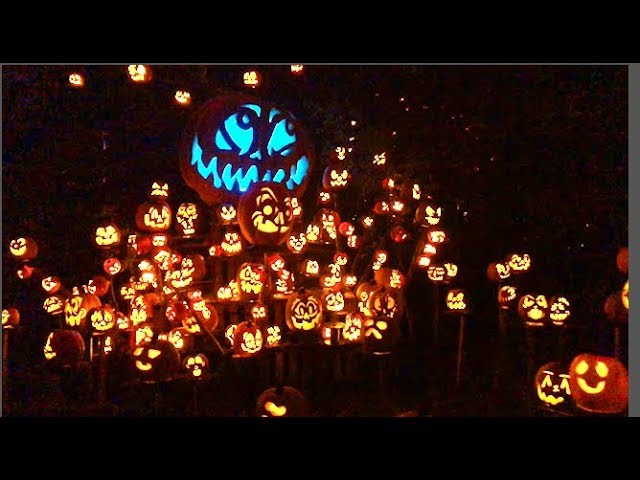 5,000 Glowing Pumpkins AT MN Zoo