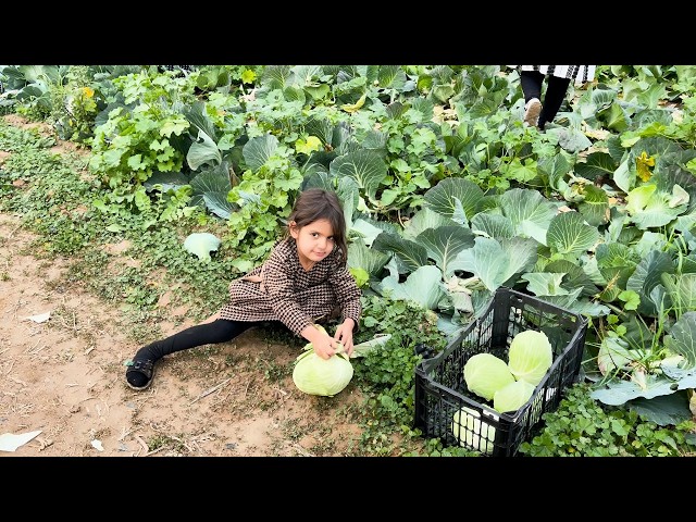 Nomadic Life: Harvesting Crops for Grandma | A Traditional Lunch in the Fields