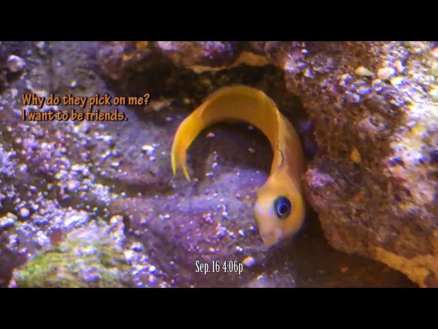 Clownfish Bullying Midas Blenny in our Red Sea Reefer 650 Aquarium