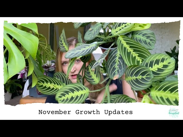 Growth Updates & Stem Rot Storytime