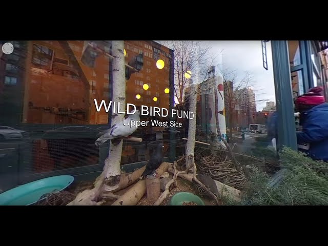 Behind the Scenes at the Wild Bird Fund, NYC