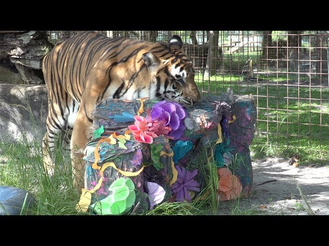 Tigers And Toys In 360!!