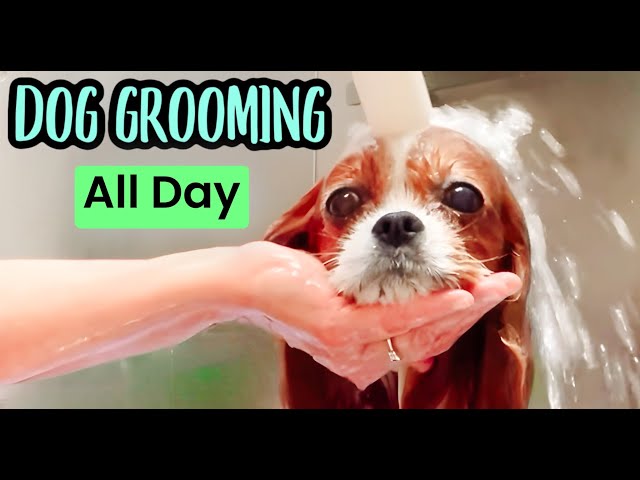 Friday 2/7/25 DOG grooming ALL day. Shih Tzu, Maltese, Havanese, Maltipoo, Cavalier, Poodle, Lowchen