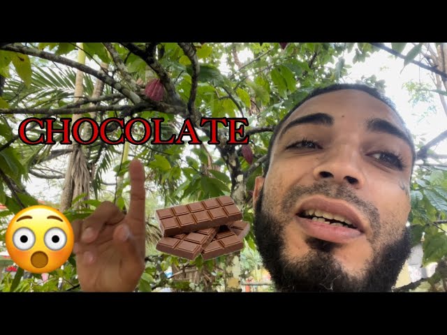 How chocolate is made 🍫 #chocolate part 1