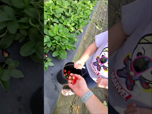 Kids are collecting fruits and vegetables on the genuine farm.