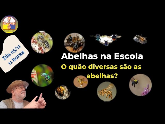 Abelhas na Escola O quão diversas são as abelhas?