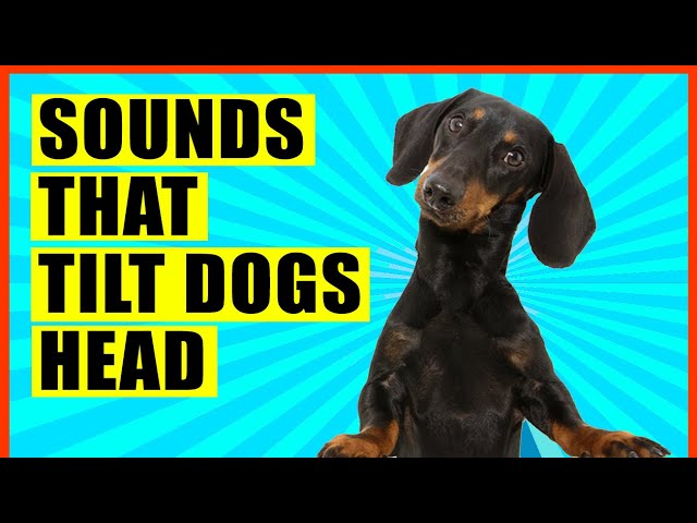 Sounds That Make Dogs Tilt Their Head (GUARANTEED)