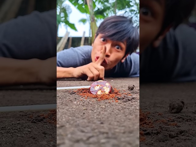 Don't make a sound because millipedes really like fruit-flavored c4ndy #shortvideo #millipede#786