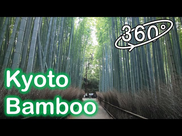 Bamboo Forest Kyoto Japan in 8K 360° VR / 京都・嵐山「竹林の小径」の360度VR散歩