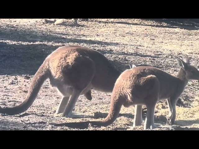 Enoch the Kangaroo Tourist?