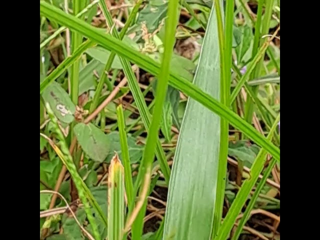 A Little Reptile Spying Its Prey. #reptile #chameleon #spying #prey #insect #grasshopper #grass