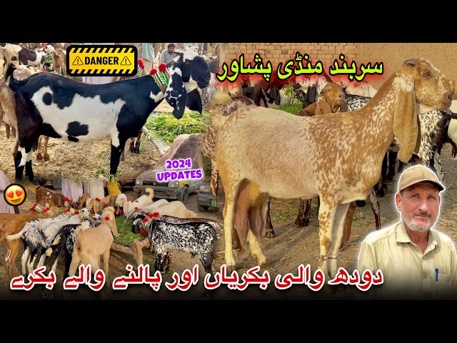 Dairy Goats New Updates 2024 | Sarband Bakra Mandi Peshawar | Khyber Social Tv