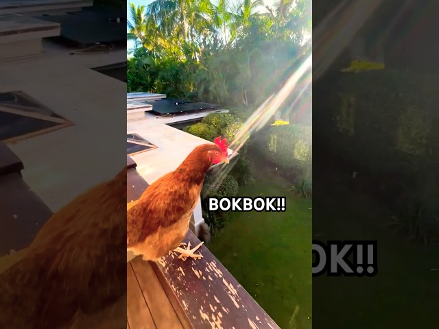 BOK BOK! Clucking chicken chaos