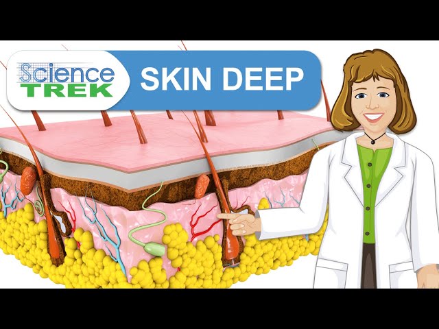 Skin: Skin Deep | Science Trek