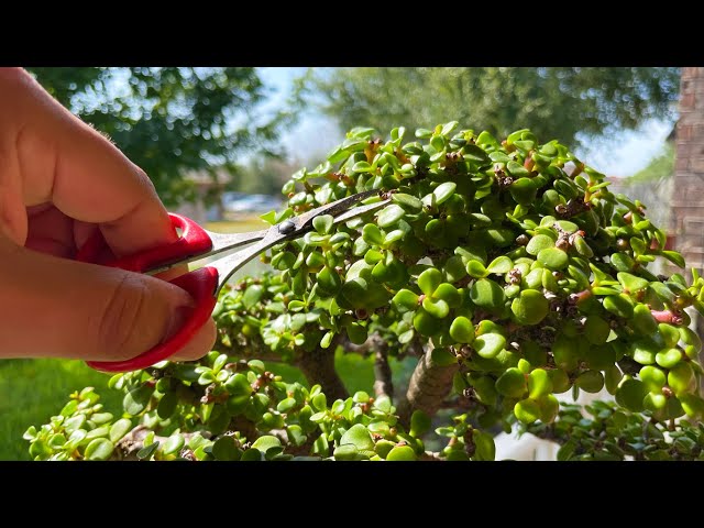 Relaxing Bonsai Trimming - ASMR Meditation - Little Jade Bonsai