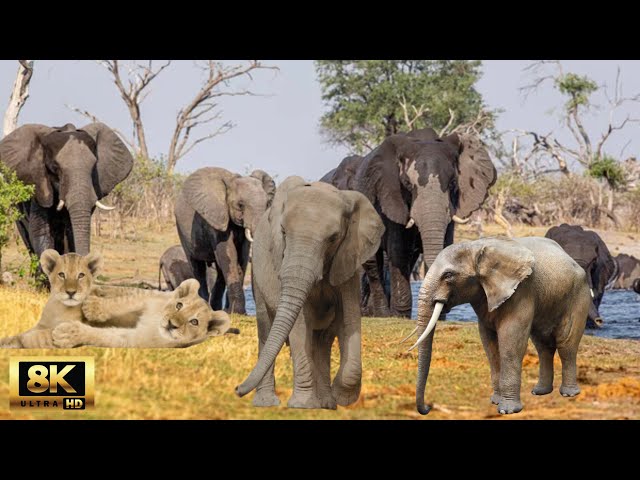 8K African Wildlife: Amboseli National Park - Real Sounds of Africa - 8K Video Ultra HD