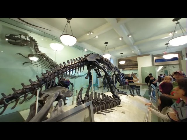 VR180 American Museum of Natural History Dinosaurs - Lenovo Mirage