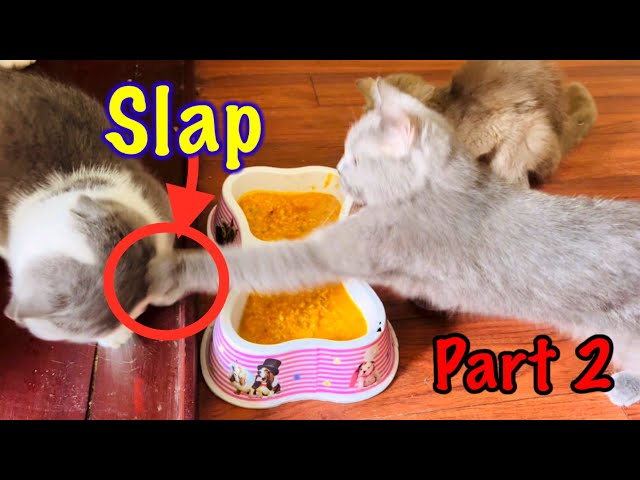 Cats family | Eating being slapped | Part 2