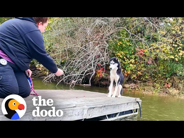 Terrified Husky Gets Rescued From Dock In The Freezing Cold | The Dodo