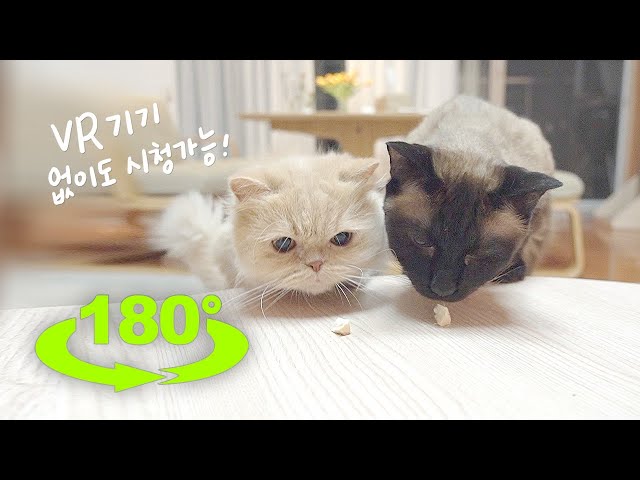 [180°VR] Take a Look at the Cats Eating in 180 Degrees VR