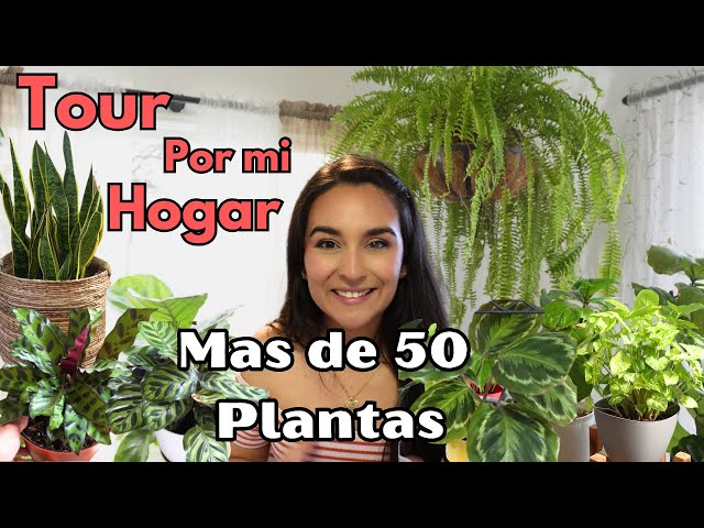 TOUR por Mi Casita 🏡con mas de 50 PLANTAS de Interior