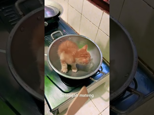 currently viral Cook the kittens until they burn