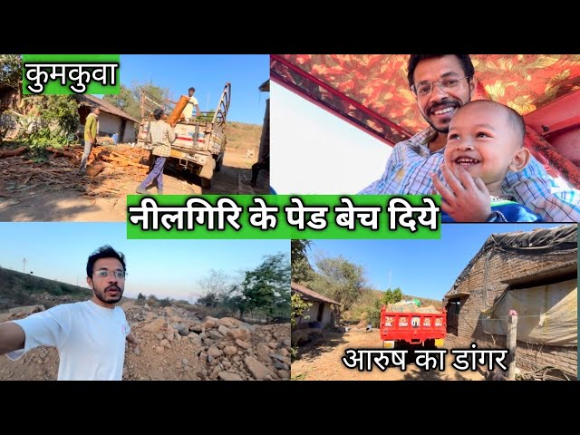 नीलगिरि के पेड बेच दिये #rahulgamitvlogs#kumkuva#songadh#vyara#tapi#villagelife#vlog#gamit#gehu#gj