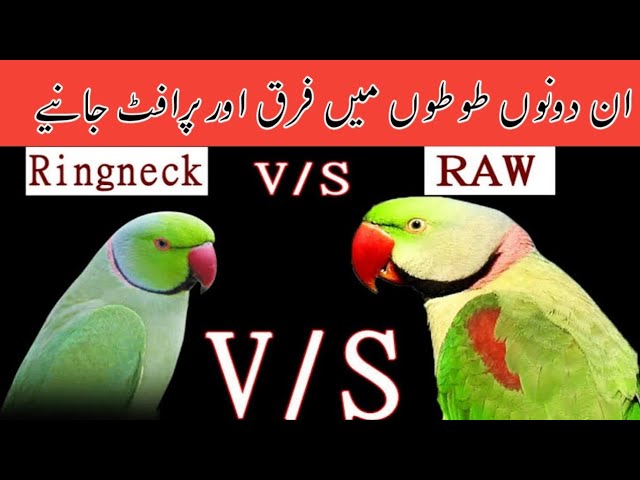 Difference Between Raw Parrot & Ringneck Parrot | Raw vs Ring Neck