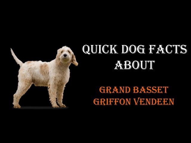 Quick Dog Facts About The Grand Basset Griffon Vendeen!