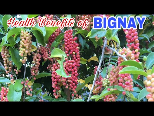 BIGNAY Fruit | 10 Health Benefits - Healthy Tips 2021