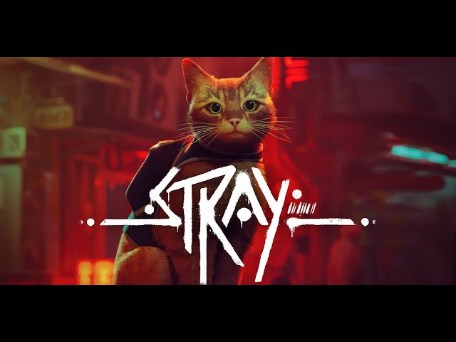 C O Z Y  S U N D A Y  | STRAY