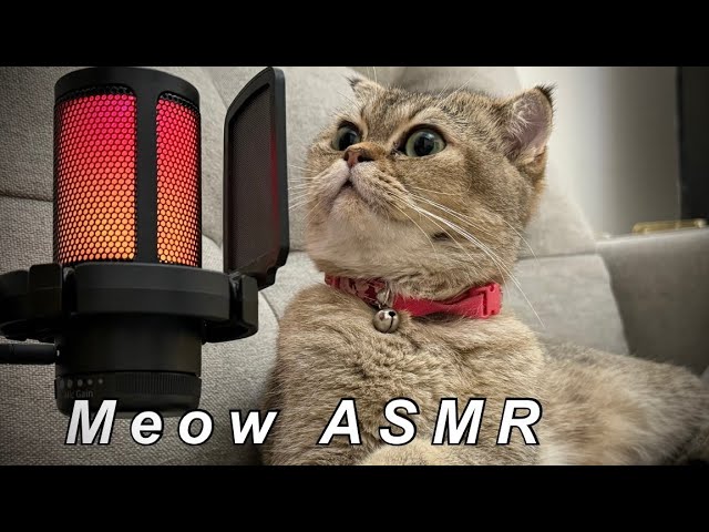 Cat lovers only ASMR!🐱🐈 brushing cat & happy purring 😻