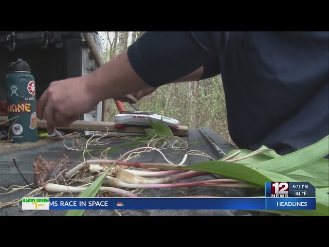 WVU research explores potential health benefits of ramps