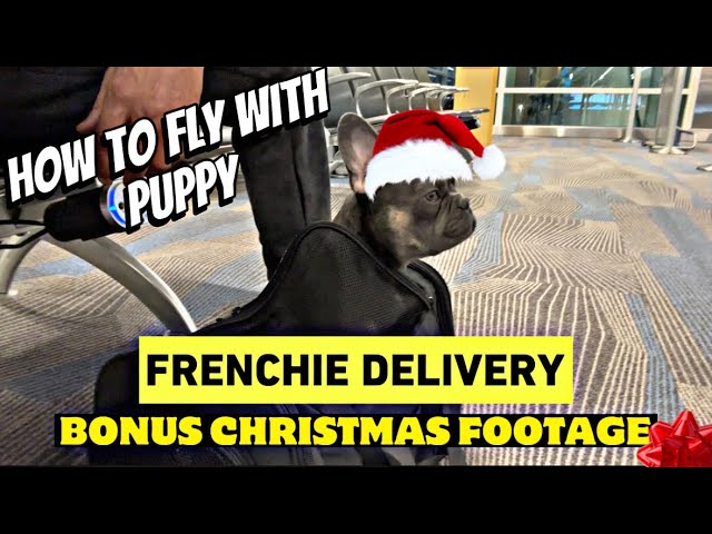 Flying with a puppy. Delivery of BigBoy.Bonus Christmas Footage. #subscribe #frenchbulldog #frenchie