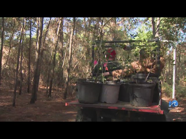 Trees moved as VB site turns from woods to wetlands