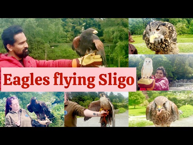 Eagles flying, Irish Raptor research centre in Sligo a must visit place. #manjaprackaran #eagles