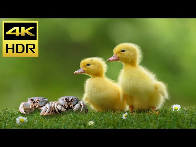 Cat Paws TV - Entertain your Pets with Birds Video for Cat to Watch - Cat and Dogs TV 4K HDR