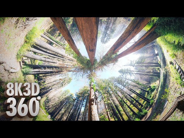 Redwood Rising: A 360° Virtual Reality Documentary