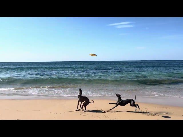 Whippet Frisbee Catch