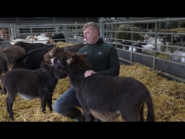 Fun Facts about our miniature donkeys - Cannon Hall Farm